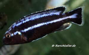 Melanochromis loriae 'Puulu' Galerie Melanochromis loriae